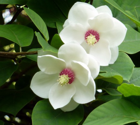Magnolia sieboldii, šácholan Sieboldův, 80-100, bal